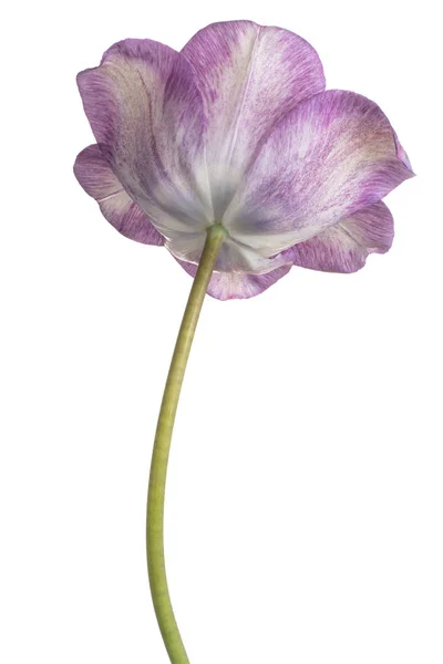 Studioaufnahme Von Blau Gefärbten Tulpenblume Isoliert Auf Weißem Hintergrund Schärfentiefe — Stockfoto