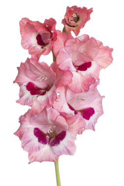 Stüdyo pembe renkli Glayöl çiçek beyaz arka plan üzerinde izole bir kadeh. Büyük derinlik-in tarla (Dof). Makro. Yakın çekim.