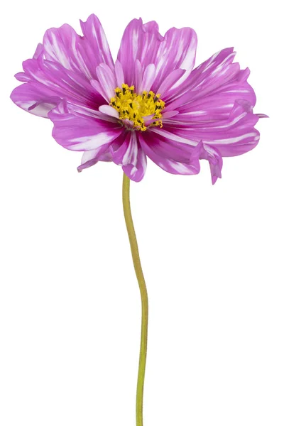 Magenta Renkli Kozmos Çiçeği Nin Stüdyo Çekimi Beyaz Arkaplanda Zole — Stok fotoğraf