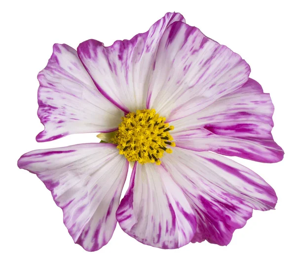 Studio Shot Magenta Colored Cosmos Flower Aislado Sobre Fondo Blanco —  Fotos de Stock