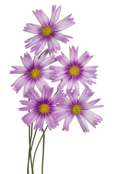 Studio Colpo Magenta Colorato Cosmos Fiori Isolato Sfondo Bianco Ampia — Foto Stock