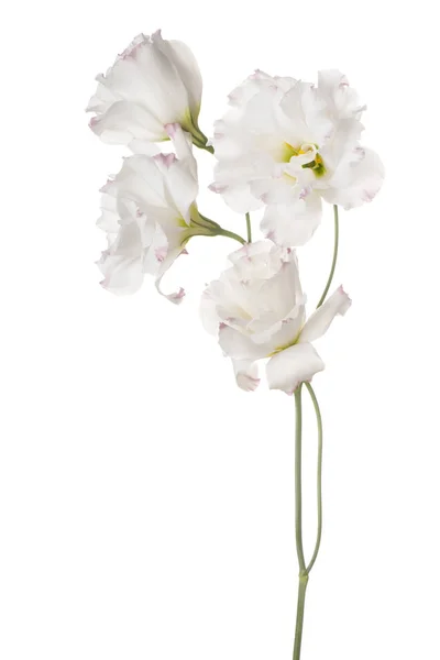 Studio Záběr Bílá Eustoma Barevných Květin Izolovaných Bílém Pozadí Velká — Stock fotografie