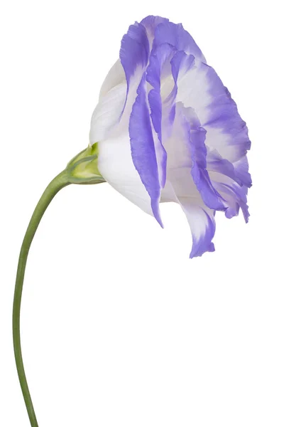 Studio Girato Blu Colorato Eustoma Fiore Isolato Sfondo Bianco Ampia — Foto Stock