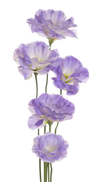 Studio Shot Blue Color Eustoma Flowers Aislado Sobre Fondo Blanco — Foto de Stock