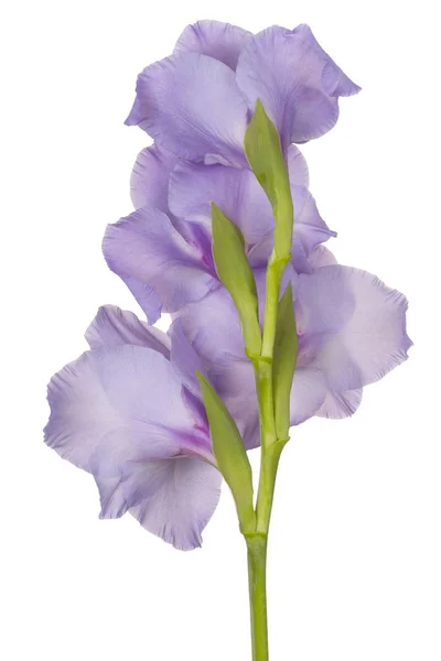 Studio Shot Blue Colored Gladiolus Flower Aislado Sobre Fondo Blanco — Foto de Stock