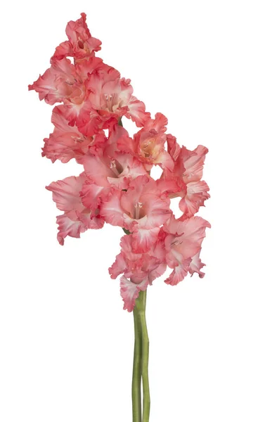 Estúdio Tiro Flores Gladiolus Coloridas Cor Rosa Isolado Fundo Branco — Fotografia de Stock