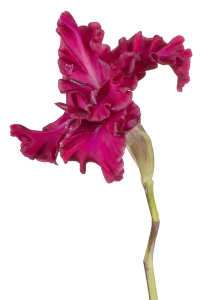 Studio Shot Magenta Colored Gladiolus Flower Isolated White Background Large — Stock Photo, Image