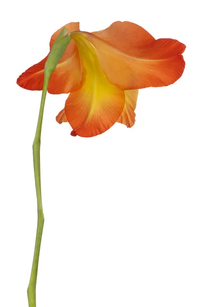 Studio Shot Red Yellow Colored Gladiolus Flower Aislado Sobre Fondo —  Fotos de Stock