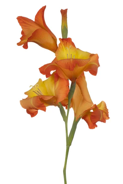 Estúdio Tiro Vermelho Amarelo Colorido Gladiolus Flor Isolado Fundo Branco — Fotografia de Stock