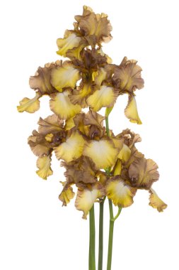 Beyaz arka plan üzerinde izole kahverengi ve sarı renkli Iris çiçek stüdyo çekim. Büyük derinlik-in tarla (Dof). Makro. Yakın çekim.