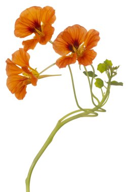 Stüdyo Portakal Renkli Nasturtium Çiçeği Beyaz Arkaplanda İzole Edildi. Geniş Alan Derinliği (DOF). Makro. Yakın plan..