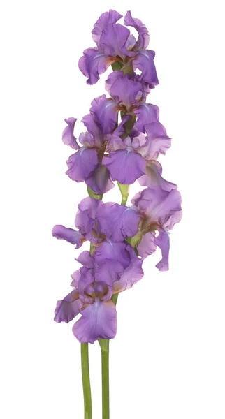 Studioaufnahme Violett Gefärbter Irisblüten Isoliert Auf Weißem Hintergrund Schärfentiefe Dof — Stockfoto