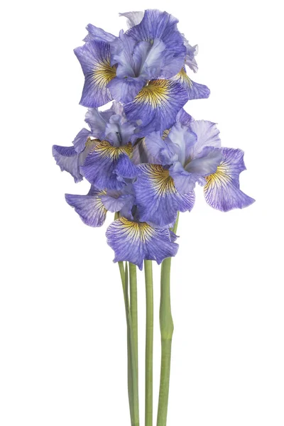 Studio Girato Fiori Iris Blu Colorato Isolato Sfondo Bianco Ampia — Foto Stock