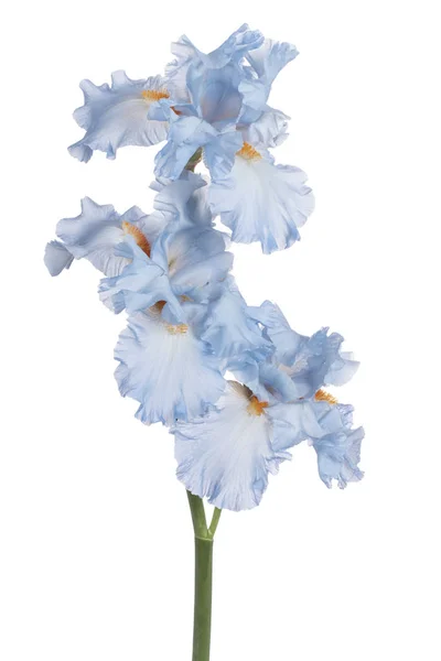 Studio Shot Blue Colored Iris Kwiaty Izolowane Białym Tle Duża — Zdjęcie stockowe