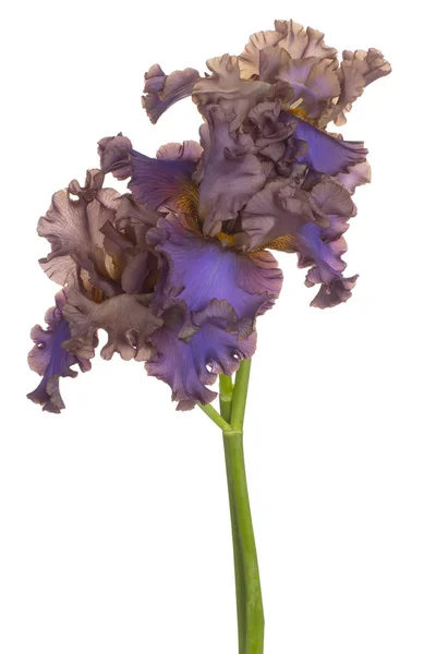 Photo Studio Fleurs Iris Brunes Bleues Isolées Sur Fond Blanc — Photo