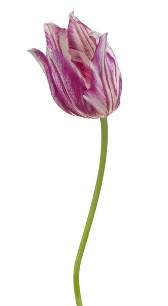 Estúdio Tiro Magenta Colorido Tulipa Flor Isolada Fundo Branco Grande — Fotografia de Stock