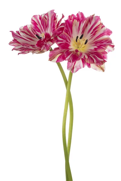 Studioaufnahme Magentafarbener Tulpenblüten Isoliert Auf Weißem Hintergrund Schärfentiefe Dof Makro — Stockfoto