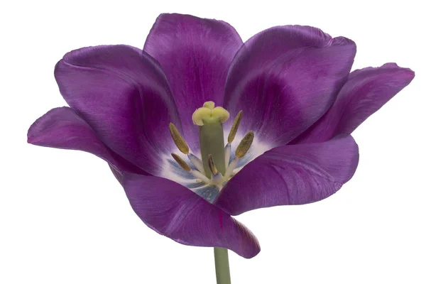 Estúdio Tiro Flor Tulipa Cor Roxa Isolado Fundo Branco Grande — Fotografia de Stock