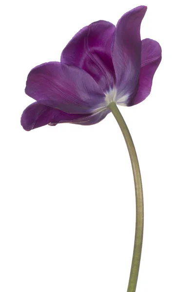 Studio Girato Viola Colorato Tulipano Fiore Isolato Sfondo Bianco Ampia — Foto Stock