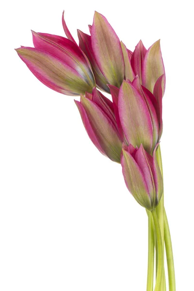 Kırmızı Renkli Lale Çiçeklerinin Stüdyo Çekimi Beyaz Arkaplanda Zole Edildi — Stok fotoğraf