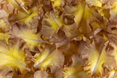 Iris yaprakları arka plan stüdyo çekim sarı ve kahverengi renkli. Makro. Yakın çekim.