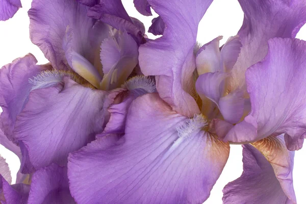 Studio Βολή Της Βιολέτας Έγχρωμο Φόντο Λουλούδια Ίριδας Μακροεντολή Γκρο — Φωτογραφία Αρχείου