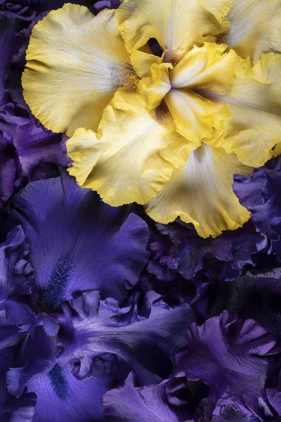 スタジオ撮影の青と黄色のアイリスの花の背景 マクロ クローズ アップ — ストック写真