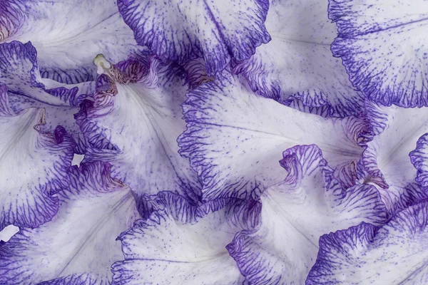 Studio Shot Blue White Colored Iris Petals Background Inglês Macro — Fotografia de Stock