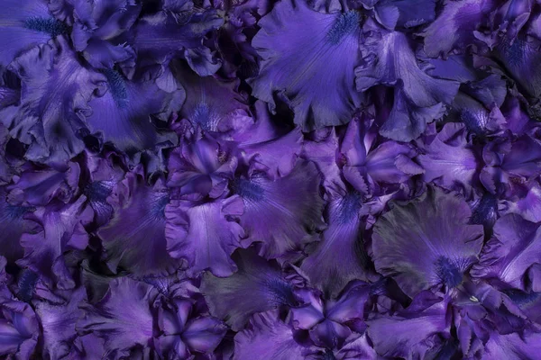 Studioaufnahme Von Blau Gefärbten Irisblumen Hintergrund Makro Nahaufnahme — Stockfoto