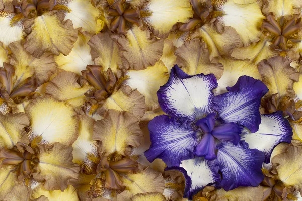 Studioaufnahme Von Blauen Und Braunen Irisblumen Hintergrund Makro Nahaufnahme — Stockfoto