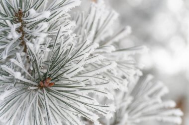Beyaz Don iğne yapraklı şube macrophotography. Yakın çekim. Vahşi doğa. İskoç çam.