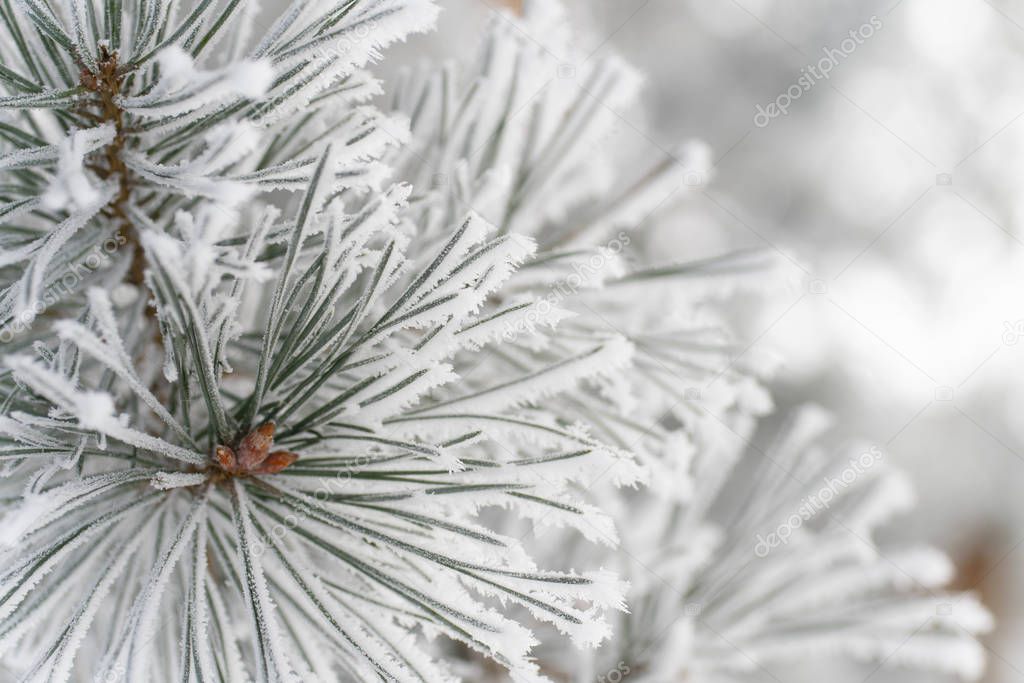 Macrophotography of White Frost Coniferous Branch. Close-up. Wild Nature. Scots pine.