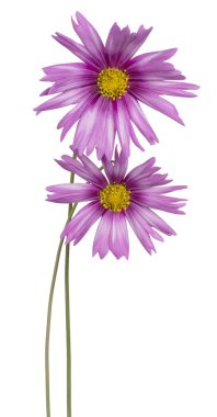 Magenta Renkli Kozmos Çiçekleri 'nin Stüdyo Çekimi Beyaz Arkaplanda İzole Edildi. Geniş Alan Derinliği (DOF). Makro. Yakın plan..