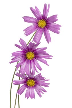 Magenta Renkli Kozmos Çiçekleri 'nin Stüdyo Çekimi Beyaz Arkaplanda İzole Edildi. Geniş Alan Derinliği (DOF). Makro. Yakın plan..