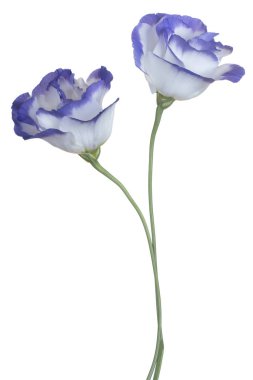 Beyaz arka plan üzerinde izole mavi renkli Eustoma çiçek stüdyo çekim. Büyük derinlik-in tarla (Dof). Makro. Yakın çekim.