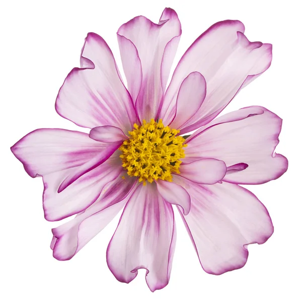 Studio Shot Magenta Kolorowy Kosmos Kwiat Izolowany Białym Tle Duża — Zdjęcie stockowe