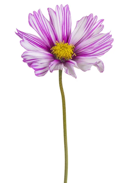 Estúdio Tiro Magenta Colorido Cosmos Flor Isolado Fundo Branco Grande — Fotografia de Stock