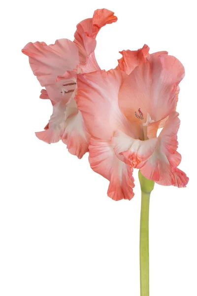 Studio Skott Rosa Färgade Gladiolus Blomma Isolerad Vit Bakgrund Stort — Stockfoto