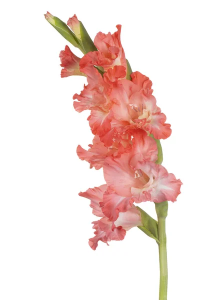 Estúdio Tiro Cor Rosa Gladiolus Flor Isolado Fundo Branco Grande — Fotografia de Stock