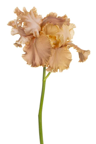 Studio Πλάνο Του Καφέ Χρώματος Ίριδας Λουλούδι Που Απομονώνονται Λευκό — Φωτογραφία Αρχείου