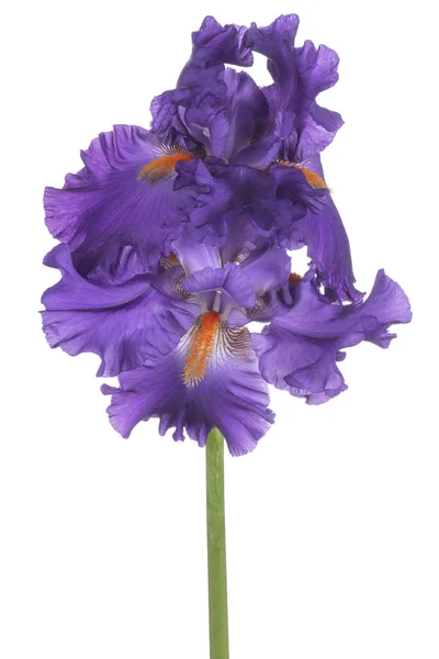 Strzał Studio Purpurowe Tęczówki Kolorowe Kwiaty Białym Tle Dużej Głębi — Zdjęcie stockowe