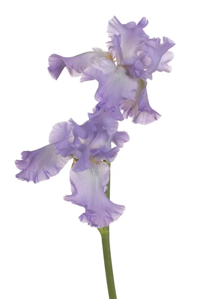 Studio Shot Blue Colored Iris Kwiat Izolowany Białym Tle Duża — Zdjęcie stockowe