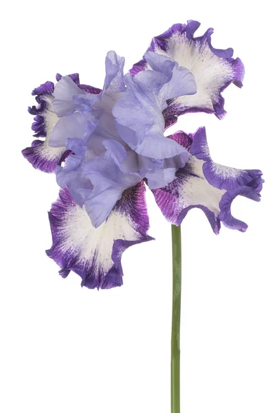 Studio Shot Blue Colored Iris Flower Isolated White Background Large — Stock Photo, Image