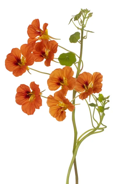 Studio Shot Orange Colored Nasturtium Flower Isolated White Background Large — Stock Photo, Image