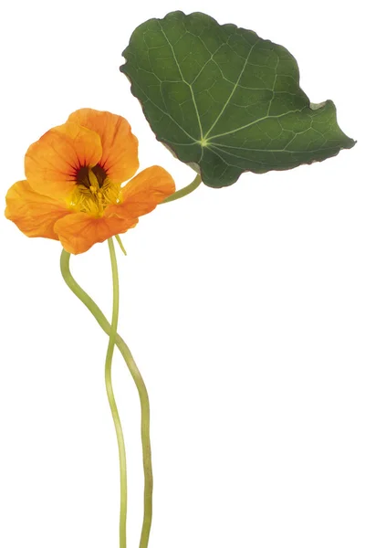 Fleur Nasturtium Couleur Orange Isolée Sur Fond Blanc Grande Profondeur — Photo