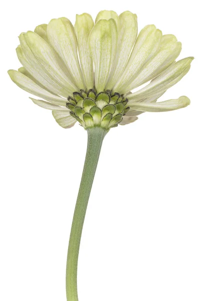 Studio Colpo Bianco Colorato Zinnia Fiore Isolato Sfondo Bianco Ampia — Foto Stock