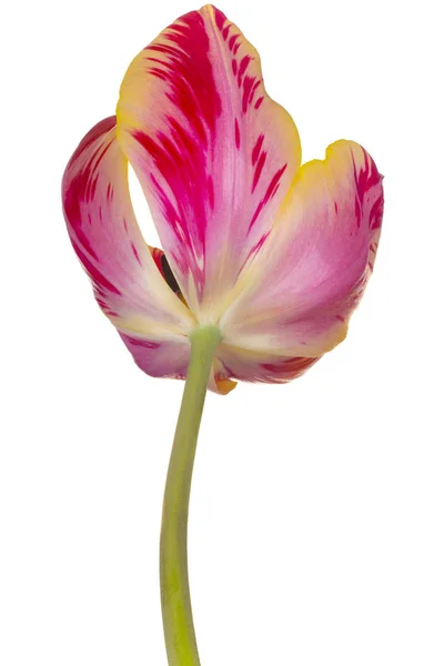 Studio Shot Van Rood Geel Gekleurde Tulpenbloem Geïsoleerd Witte Achtergrond — Stockfoto