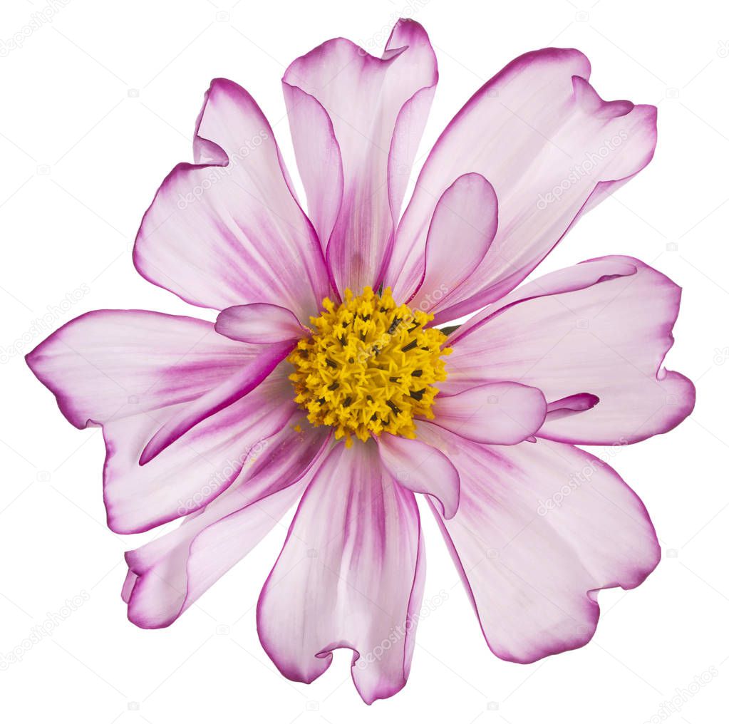 Studio Shot of Magenta Colored Cosmos Flower Isolated on White Background. Large Depth of Field (DOF). Macro. Close-up.