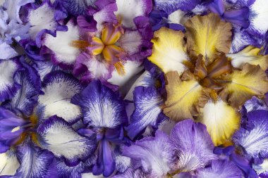 Stüdyo mavi vurdu ve kahverengi renkli Iris arka plan çiçekler. Makro. Yakın çekim.