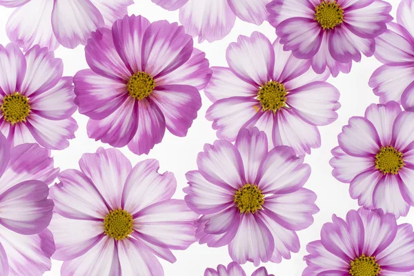 Studio Shot Fuchsia Colored Cosmos Flowers Background Macro Close — Stock Photo, Image